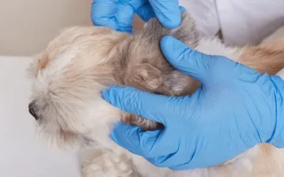 November Is Pet Cancer Awareness Month