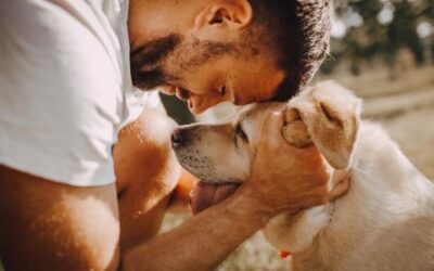 Bringing A New Pet In The Home In The New Year