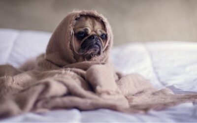 Cold Symptoms In Dogs