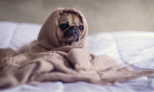A pug dog cozily wrapped in a blanket,