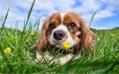 Cold Weather Pet Safety