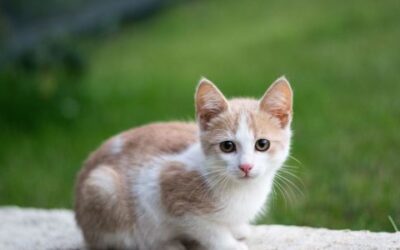 Glaucoma In Cats