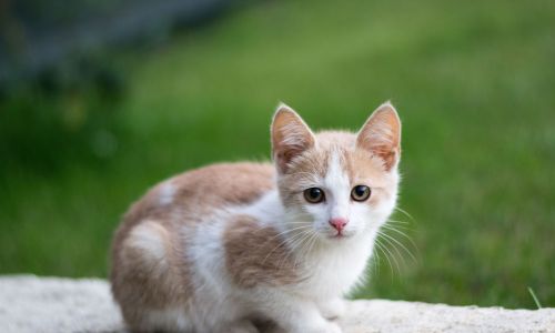 A small orange and white kitten perched on a stone wall,