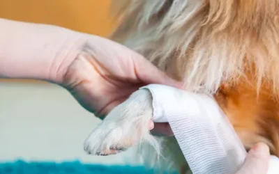 How To Treat Common Injuries In Your Dog