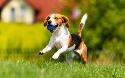 Keep Your Pet Safe During The Holidays