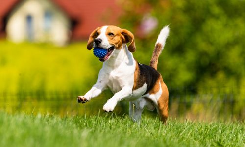 A beagle dog dashes across a grassy field