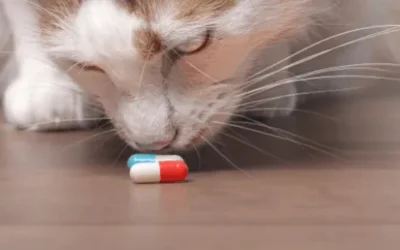 Keep Your Pets Safe From Toxic Household Items