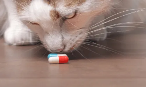 cat sniffing pills dropped on the floor