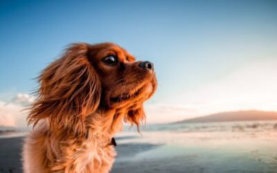 Most Common Digestive Issues In Dogs And How To Relieve Them