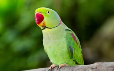 Parrots