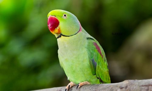 A green parrot elegantly sitting on a branch
