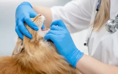 Pet Dental Care – Tips To Manage Your Pet’s Oral Health