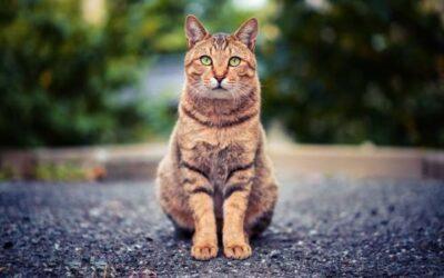 Preventing Obesity In Cats