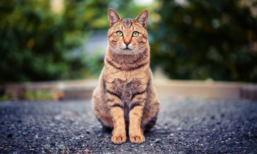 A cat with vibrant green eyes rests on the ground,