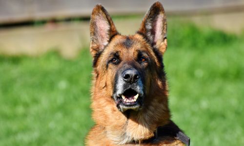 A German Shepherd dog sits calmly in a lush green grass field